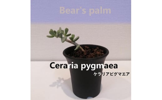 ケラリアピグマエア挿し木 Ceraria pygmaea_栃木県大田原市生産品_Bear's palm - 栃木県大田原市｜ふるさとチョイス -  ふるさと納税サイト