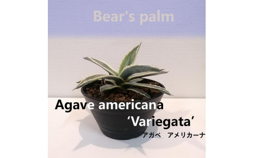 アガベアメリカーナ Agave americana Variegata_栃木県大田原市生産品_Bear's palm -  栃木県大田原市｜ふるさとチョイス - ふるさと納税サイト