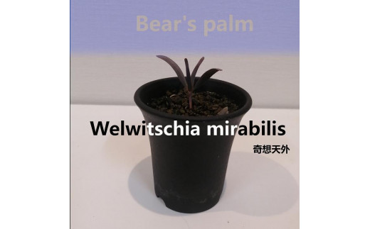 訳あり 奇想天外 Welwitschia Mirabilis