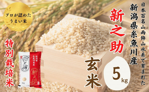 令和6年産新米予約『新之助』玄米 5kg 新潟県糸魚川産 特別栽培米 農家直送 100％根知谷産 米・食味鑑定士お墨付き【米 お米 コメ こめ ご飯  ライス ふるさと納税米 ブランド米 食品 人気 おすすめ ギフト 糸魚川市 減農薬 2024年産 シンノスケ しんのすけ 5キロ 先行予約 ...