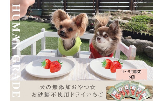 FB153 犬の無添加ごはん☆具だくさんカレー＆クリームシチュー