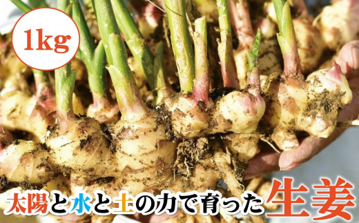 生姜 1kg 高知県 黒潮町産 しょうが 土佐生姜 新鮮 ジンジャー 野菜