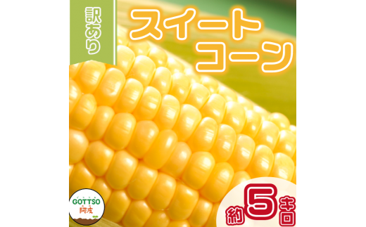 先行予約 】 訳あり とうもろこし スイートコーン 5kg 朝採り 《2024年