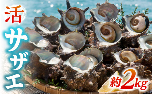 活サザエ 約2kg《壱岐市》【丸和水産】[JCJ005] さざえ サザエ 栄螺 貝