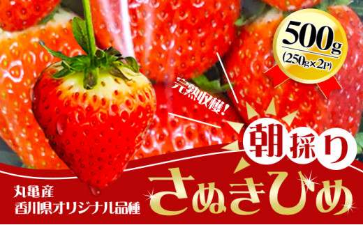 y쌧ۋTszy2026N1{ȍ~Jnz s\ ̂ ʂЂ 250g × 2pbN ۋTY  C`S   t[c ʕ fU[g  { Yn {