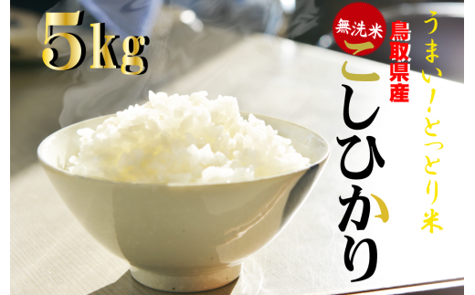 無洗米＞鳥取県産コシヒカリ６回定期便（10kg×6回）令和５年産 お米 米
