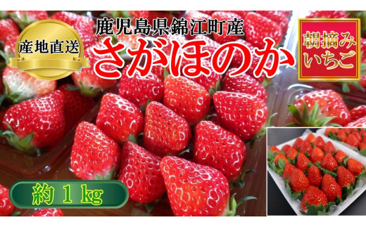 【鹿児島県錦江町】No.1400-2 横原さんちのいちご 『 さがほのか 』 約1kg