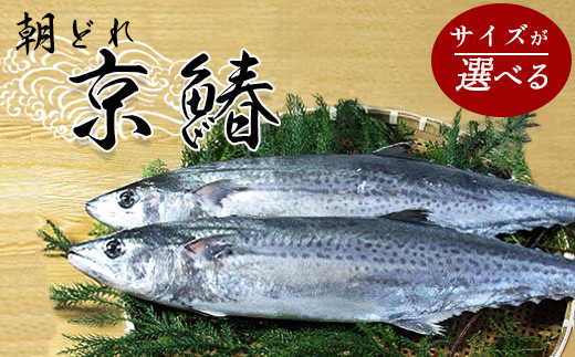 漁連直送！！ 京鰆 1.5kg以上 特選京鰆 3kg以上 鮮魚 1尾 朝獲れ 直送