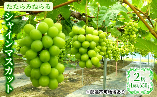 ふるさと納税 ぶどう マスカット 岡山県 新見市 雲の上のぶどう