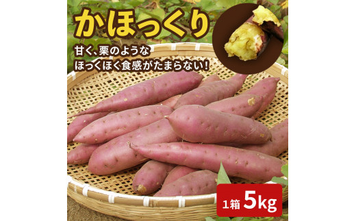 先行予約】かほっくり 5kg （1箱）さつまいも【2027年1月下旬より順次