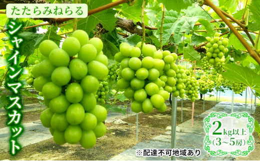 2025年先行予約】 ぶどう 岡山県産 たたらみねらる シャインマスカット 