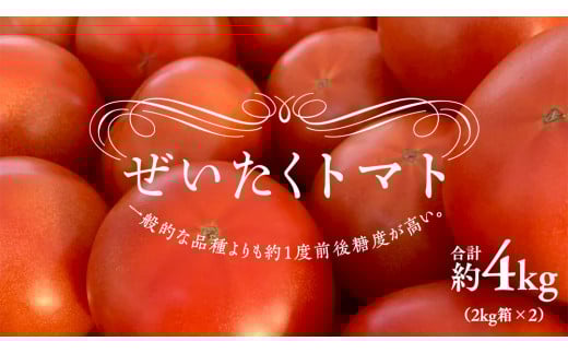 y錧΂݂炢szg}gI 2kg × 2 v 4kg ( 18`24 ) g}g ʃg}g VN  