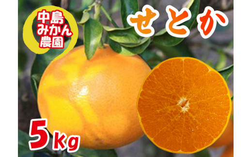 【愛媛県松山市】【2026年3月から発送】 せとか 小玉 訳あり 5kg