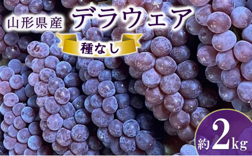 《先行予約》デラウェア 約2kg【2024年8月上旬頃～発送予定】【山形県産 種なしぶどう】[№5823-0970]