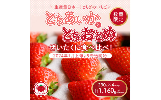 新旧2種食べ比べセット（とちおとめ、とちあいか）290g×4パック　1.16kg以上【先行予約 数量限定 栃木県 果物 くだもの フルーツ 苺 イチゴ  】※2024年1月上旬～5月下旬頃に順次発送予定※着日指定不可