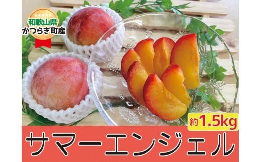 すもも〇希少品種〇「サマーエンジェル」約1.5kg☆7月上旬頃から発送☆ - 和歌山県かつらぎ町｜ふるさとチョイス - ふるさと納税サイト