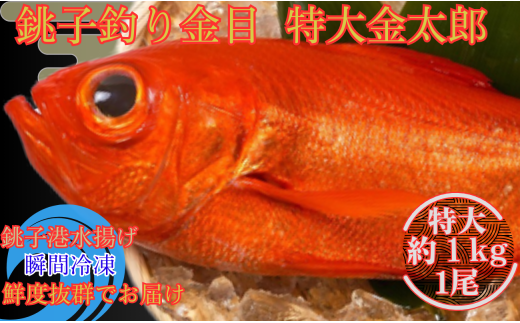 銚子釣り金目 特大金太郎 約１kg 金目鯛 銚子 新鮮 銚子港水揚げ 瞬間冷凍 つりきんめ キンメ 釣り きんめ キンメダイ きんめだい 特大  おさしみ 刺し身 煮つけ 千葉県 銚子市 - 千葉県銚子市｜ふるさとチョイス - ふるさと納税サイト