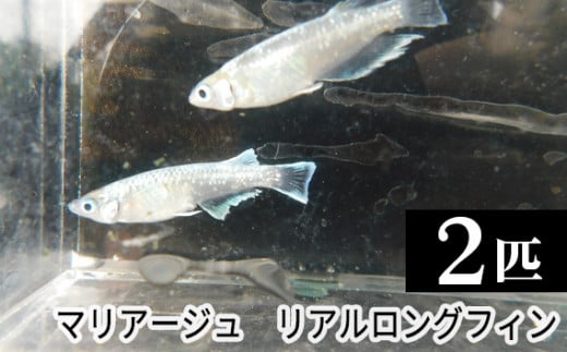 マリアージュ リアルロングフィン ／ メダカ めだか 生き物 [No.201] - 埼玉県美里町｜ふるさとチョイス - ふるさと納税サイト