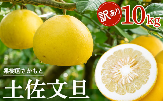 【2025年2月より発送】 高知県産 土佐文旦 家庭用 訳あり 10kg 大小混合品 土佐 文旦 ぶんたん ブンタン 時期 人気 旬 柑橘 フルーツ  果物 国産 ブランド ビタミン 生産者 産地 高知 須崎 KJS005-x - 高知県須崎市｜ふるさとチョイス - ふるさと納税サイト