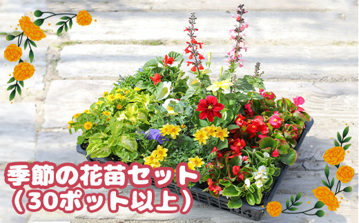 先行予約】季節の花苗セット（30ポット以上）｜季節の花苗 30ポット セット 花苗 花 お花 はな オンライン 申請 ふるさと納税 北海道 恵庭  ガーデニング フラワー 寄せ植え ベゴニア マリーゴールド ペチュニア ジニア キンギョソウ 季節の花 花の苗 季節 苗【780002 ...