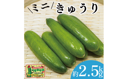 野菜 夏野菜 きゅうり ミニきゅうり 2.5kg 小分け 胡瓜 ピクルス