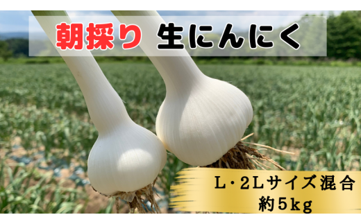 2024年青森県田子町産 生にんにく(なま)】L＆2L size『5kg』 - 青森県田子町｜ふるさとチョイス - ふるさと納税サイト