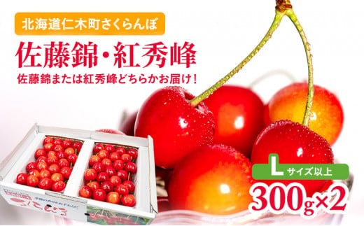 ≪くだものの笠井園≫さくらんぼ（Lサイズ以上）300g×2 北海道仁木町｜ふるさとチョイス ふるさと納税サイト