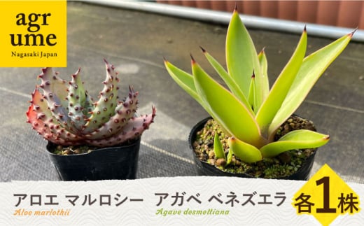 アロエ マルロシー ＆ アガベ ベネズエラ 各1株 長与町/グリューム Aloe marlothii Agave desmettiana  [EAI113] 観葉植物 多肉植物 苗 植物 アロエ あろえ アガベ あがべ インテリア セット - 長崎県長与町｜ふるさとチョイス -  ふるさと納税サイト