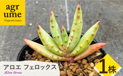 【数量限定】 Aloe ferox アロエ フェロックス 1株 長与町/アグリューム [EAI119] 観葉植物 多肉植物 苗 植物 アロエ あろえ  インテリア - 長崎県長与町｜ふるさとチョイス - ふるさと納税サイト