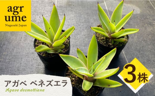 数量限定】 アガベ ベネズエラ 3株セット 長与町/アグリューム Agave desmettiana [EAI117] 観葉植物 多肉植物 苗 植物  アガベ あがべ インテリア セット - 長崎県長与町｜ふるさとチョイス - ふるさと納税サイト