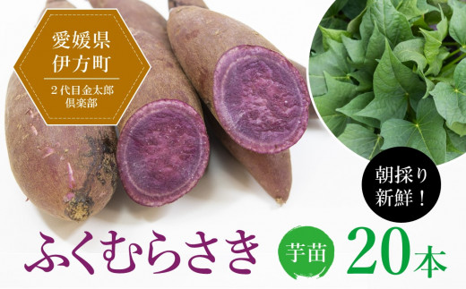 【先行受付】朝採り新鮮！２代目金太郎倶楽部のふくむらさき　芋苗（20本）｜さつまいも サツマイモ  家庭菜園※着日指定不可※離島への配送不可※2024年5月上旬～7月下旬頃に順次発送予定