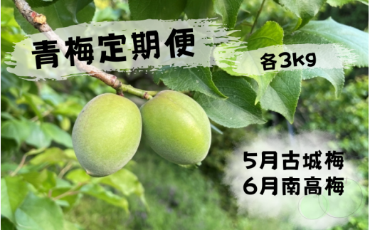 期間限定・2024/5/15まで】中山農園の南高梅 完熟梅3kg※2024年6月中旬