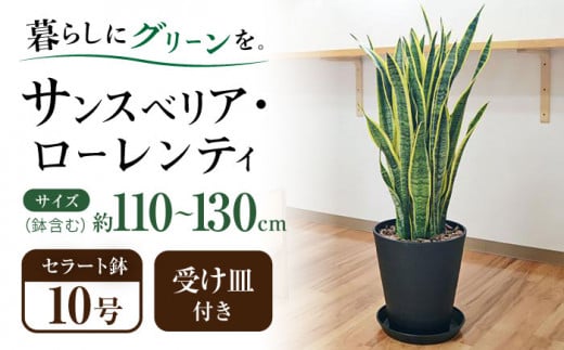 観葉植物 サンスベリア ローレンティ 10号 ブラックセラート 鉢植え インテリア / 観葉 植物 インテリア おしゃれ プレゼント / 大村市  /琴花園[ACYK013] - 長崎県大村市｜ふるさとチョイス - ふるさと納税サイト