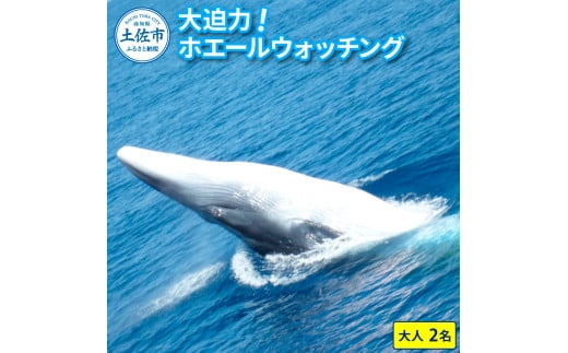 ホエールウォッチング 大人２名分相当 14000円分クーポン レジャー 体験型 アクティビティ ウォッチング 観察 旅行 観光 遊ぶ クジラ くじら  鯨 イルカ 船 ボート 土佐湾 海 動物 自然 夫婦 カップル 家族 友達 - 高知県土佐市｜ふるさとチョイス - ふるさと納税サイト