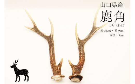 本州鹿角２０本 本州鹿角20本