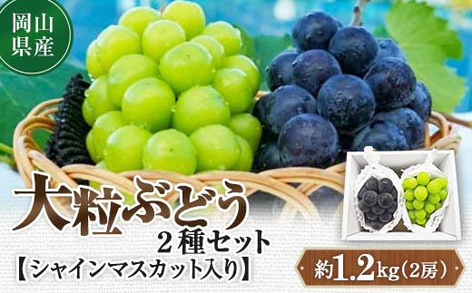 先行予約 2024年10月発送開始予定 岡山県産 大粒ぶどう2種セット シャインマスカット入り TY0-0334 - 岡山県津山市｜ふるさとチョイス  - ふるさと納税サイト