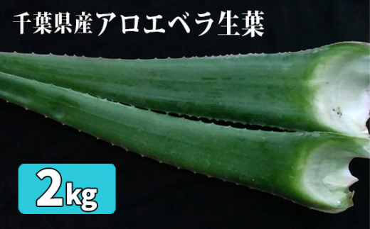 アロエベラ生葉2kg ／ 野菜 スーパーフード 栽培期間中農薬不使用 千葉  