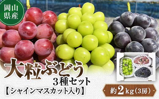 先行予約 2024年10月発送開始予定 岡山県産 大粒ぶどう3種セット シャインマスカット入り TY0-0333 - 岡山県津山市｜ふるさとチョイス  - ふるさと納税サイト