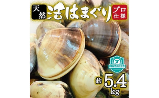 プロも認める 活はまぐり 国産 天然 約5.4kg 千葉県 九十九里産 _ 蛤 ハマグリ 魚貝 魚介 海鮮 貝 出汁 だし プロ仕様 人気 送料無料  【1226356】