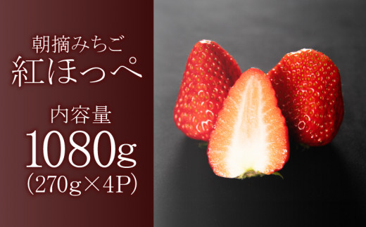 残りわずか！】 いちご 紅ほっぺ 約1080g ( 約270g × 4パック ) 冷蔵