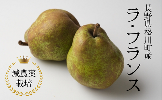 YN10-25A 洋梨 ラ・フランス 約3kg 減農薬栽培 秀品／2025年10月中旬