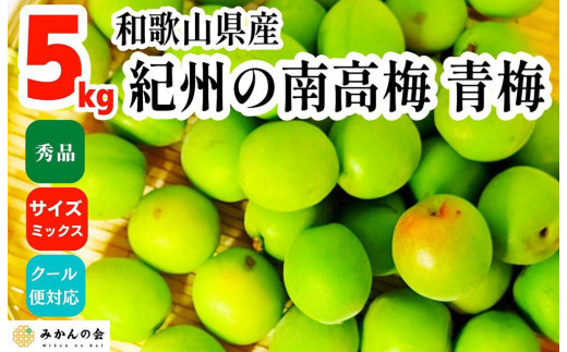 2024年6月上旬出荷】青梅 南高梅 5kg 秀品 サイズミックス 和歌山県産 A品 梅酒作り用 梅ジュース作り用 - 和歌山県有田川町｜ふるさとチョイス  - ふるさと納税サイト