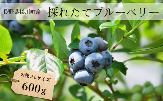 KB02-24A ブルーベリー 600g ／2024年6月下旬頃から発送予定 // 採れたて 長野県 南信州 松川町 フレッシュブルーベリー 摘みたて 朝摘み  新鮮 安全 農家直送 大粒 ２Lサイズ以上 - 長野県松川町｜ふるさとチョイス - ふるさと納税サイト