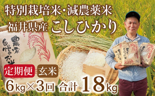 先行予約・新米〉【定期便３回】減農薬米 こしひかり 6kg(3kg×2袋)／令和6年 福井県産 （玄米）人気品種 少量サイズ便利 -  福井県越前市｜ふるさとチョイス - ふるさと納税サイト