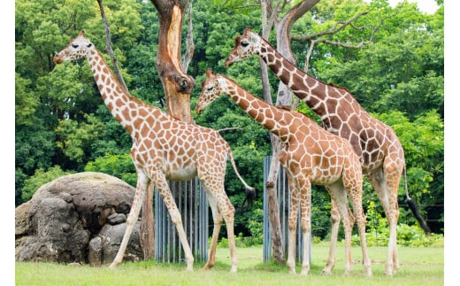 のんほいパーク満喫セット『飼育員がご案内・動物ガイド＆山本左近氏監修・のんほいサーキット』[T101-01] - 愛知県豊橋市｜ふるさとチョイス -  ふるさと納税サイト