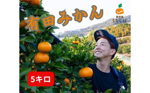 和歌山県産 濃厚な甘さ 完熟有田みかん 5kg 農家直送 - 和歌山県有田 