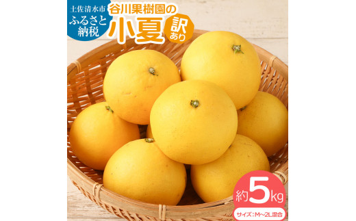 訳あり> 谷川果樹園の小夏5kg 日向夏 みかん 柑橘 フルーツ こなつ 訳あり> 谷川果樹園の小夏5kg 日向夏 みかん 柑橘 フルーツ こなつ