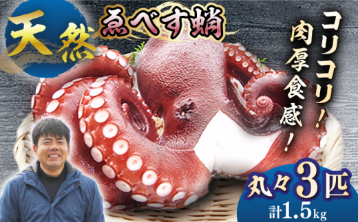 数量限定】 天然タコ ゑべす蛸 3匹（計1.5kg） ＜大瀬戸町漁協
