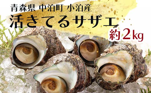 活きてるサザエ 約2kg 【卓立水産】 天然 貝 つぶ さざえ 栄螺 つぼ焼き 海鮮 魚介 魚貝 海産 刺身 BBQ バーベキュー 生 中泊町 青森  F6N-094 - 青森県中泊町｜ふるさとチョイス - ふるさと納税サイト