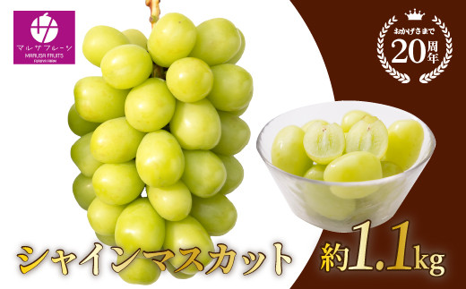 ＜2024年先行予約＞シャインマスカット 約1.1kg以上 山梨県笛吹市一宮産 朝採り 産地直送 088-023 | シャインマスカット 先行予約  マルサ マルサフルーツ 笛吹市 山梨県 フルーツ 果物 ぶどう 葡萄 シャインマスカット おすすめ 贈答 2024 山梨 山梨県笛吹市 産地 期間限定 